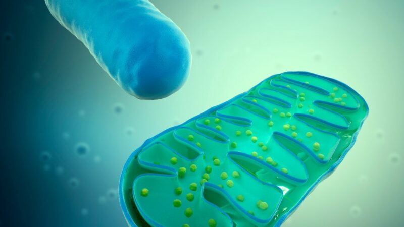 mitochondrie